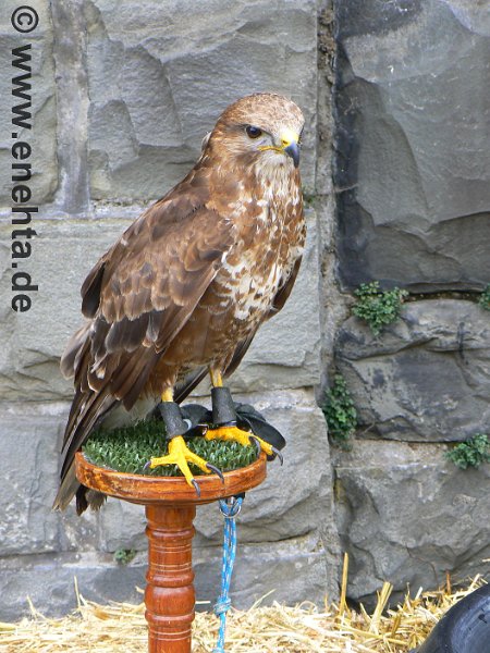 Mittelaltermark_Altena_2011 (131).jpg